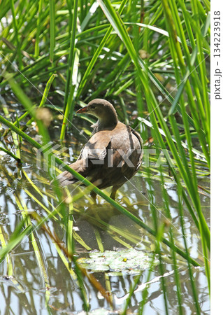 バンの幼鳥　バン　鷭　Gallinula chloropus　北海道の野鳥 134223918