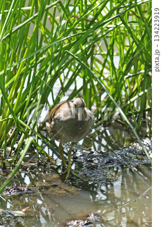 バンの幼鳥　バン　鷭　Gallinula chloropus　北海道の野鳥 134223919