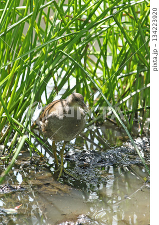 バンの幼鳥　バン　鷭　Gallinula chloropus　北海道の野鳥 134223920