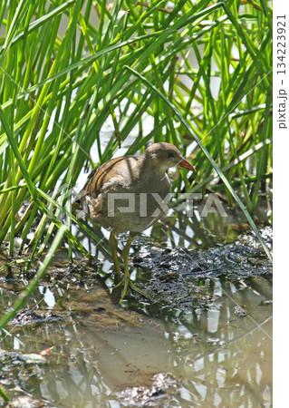 バンの幼鳥　バン　鷭　Gallinula chloropus　北海道の野鳥 134223921