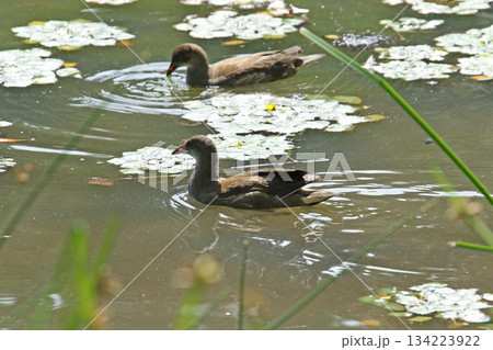 バンの幼鳥　バン　鷭　Gallinula chloropus　北海道の野鳥 134223922
