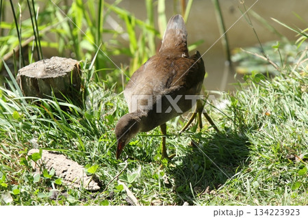 バンの幼鳥 バン 鷭 Gallinula chloropus 北海道の野鳥 バンの幼鳥 バン 鷭 Gallinula chloropus 北海道の野鳥 134223923