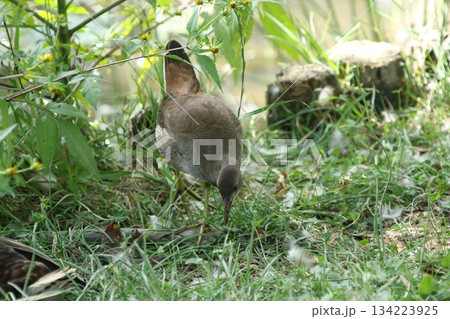 バンの幼鳥 バン 鷭 Gallinula chloropus 北海道の野鳥 バンの幼鳥 バン 鷭 Gallinula chloropus 北海道の野鳥 134223925