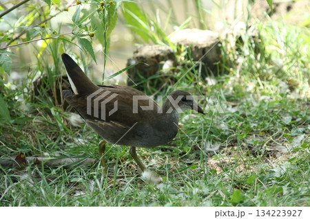 バンの幼鳥　バン　鷭　Gallinula chloropus　北海道の野鳥 134223927