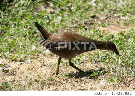 バンの幼鳥　バン　鷭　Gallinula chloropus　北海道の野鳥 134223929