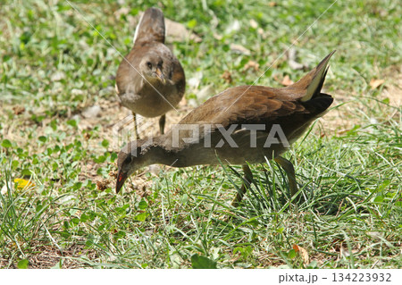 バンの幼鳥 バン 鷭 Gallinula chloropus 北海道の野鳥 バンの幼鳥 バン 鷭 Gallinula chloropus 北海道の野鳥 134223932