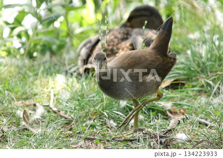 バンの幼鳥　バン　鷭　Gallinula chloropus　北海道の野鳥 134223933