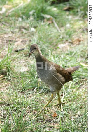 バンの幼鳥 バン 鷭 Gallinula chloropus 北海道の野鳥 バンの幼鳥 バン 鷭 Gallinula chloropus 北海道の野鳥 134223935