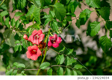 Campsis radicans, the Virginia creeper, or trumpet vine, flowering plant, climbing vine 134224034