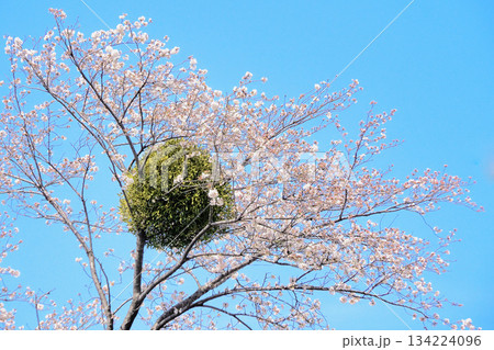 桜の木に寄生したヤドリギ 桜の木に寄生したヤドリギ 134224096