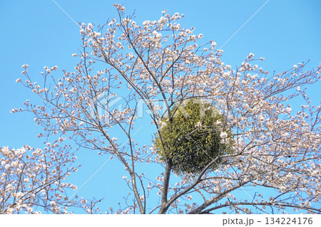 桜の木に寄生したヤドリギ 桜の木に寄生したヤドリギ 134224176