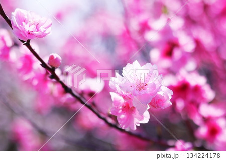 春の美しいピンクの桃の花 春の美しいピンクの桃の花 134224178