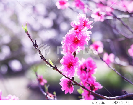 春の美しいピンクの桃の花 春の美しいピンクの桃の花 134224179