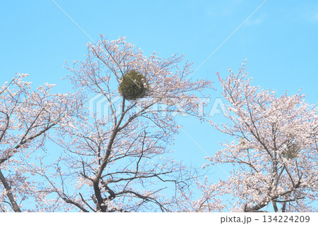 桜の木に寄生したヤドリギ 桜の木に寄生したヤドリギ 134224209