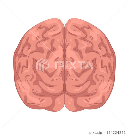 Illustration of human brain Illustration of human brain 134224251