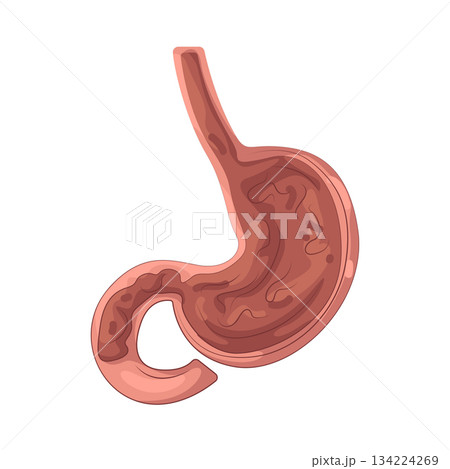 Illustration of human stomach  134224269