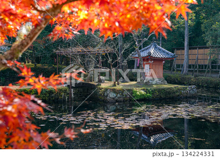 丹生大師神宮寺　紅葉 134224331