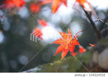 丹生大師神宮寺 紅葉 丹生大師神宮寺 紅葉 134224332
