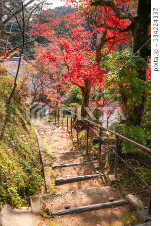 丹生大師神宮寺 紅葉 丹生大師神宮寺 紅葉 134224337
