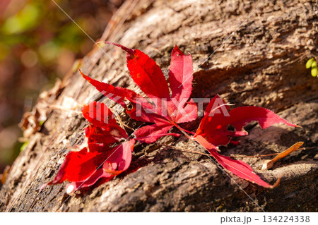 丹生大師神宮寺 紅葉 丹生大師神宮寺 紅葉 134224338