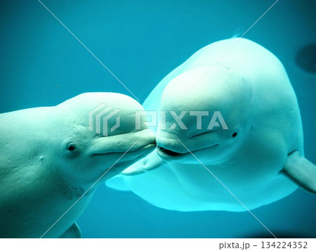 キスする白イルカ キスする白イルカ 134224352