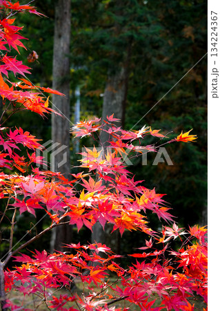 丹生大師神宮寺 紅葉 丹生大師神宮寺 紅葉 134224367