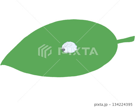 葉っぱにとまったかわいい雪虫 134224395