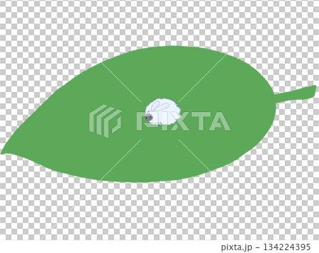 葉っぱにとまったかわいい雪虫 134224395