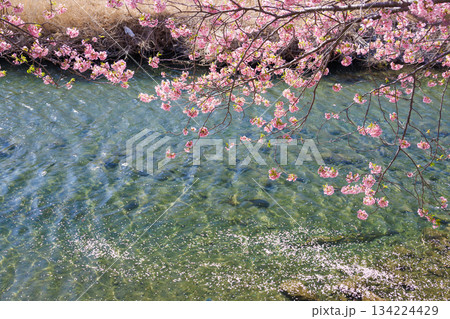 満開の河津桜と川に浮かぶ桜の花びら 満開の河津桜と川に浮かぶ桜の花びら 134224429