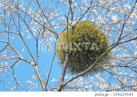 桜の木に寄生したヤドリギ 桜の木に寄生したヤドリギ 134224541