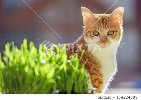 陽だまりに座る子猫 134224608