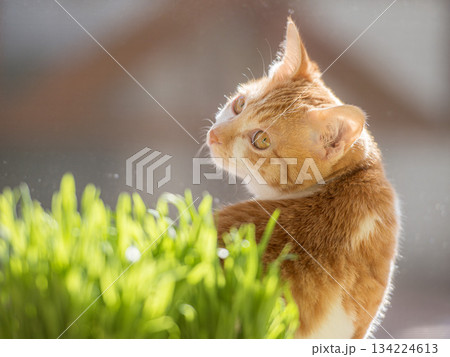 陽だまりで振り向く猫 134224613