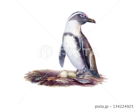 Female African spectacled penguin with eggs in a nest,as a symbol of the preservation of endangered bird species that has fallen victim to environmental,anthropogenic factor.Watercolor illustration 134224925
