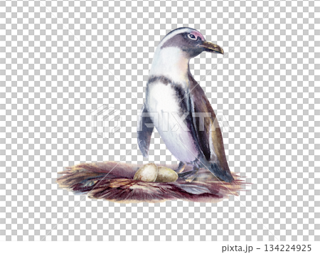 Female African spectacled penguin with eggs in a nest,as a symbol of the preservation of endangered bird species that has fallen victim to environmental,anthropogenic factor.Watercolor illustration 134224925
