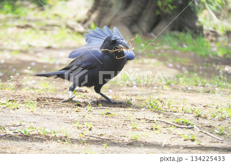 巣材集め中のハシブトガラス 巣材集め中のハシブトガラス 134225433