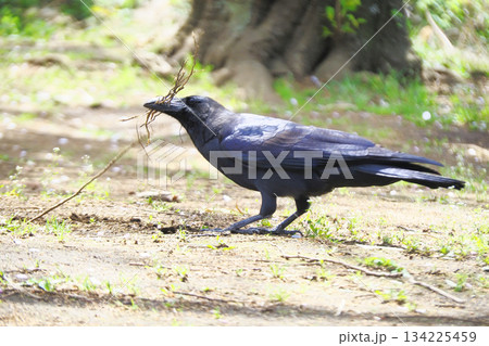 巣材集め中のハシブトガラス 134225459