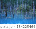 美瑛・青い池 134225464