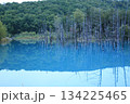 美瑛・青い池 134225465