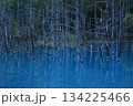 美瑛・青い池 134225466
