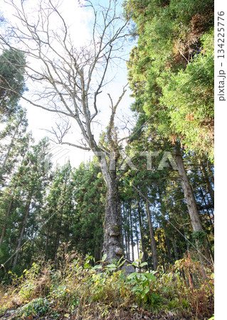 楢の老木　山形県 134225776