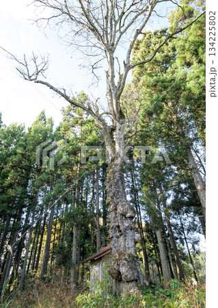 楢の巨木 山形県 楢の巨木 山形県 134225802