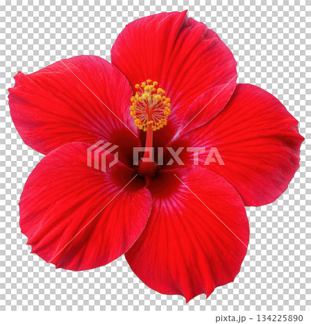 Vibrant red hibiscus flower closeup. beautiful single blossom of tropical plant feeling of passion and beauty 134225890