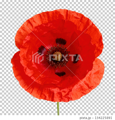 Close up of red poppy flower blossom with delicate petal and stem, symbol of peaceful remembrance 134225891