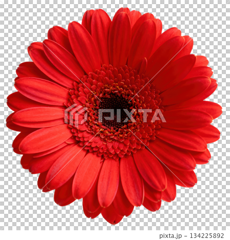 Vibrant red gerbera daisy flower in full bloom. beautiful close up blossom showing detailed petal texture 134225892