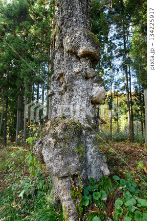 楢の老木 山形県 楢の老木 山形県 134225917
