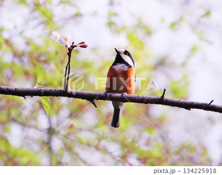 可愛く並んだ桜と野鳥のヤマガラ 可愛く並んだ桜と野鳥のヤマガラ 134225918