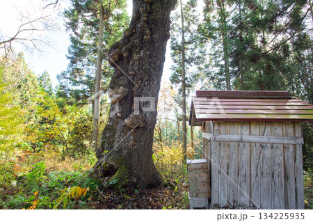 楢の老木 山形県 楢の老木 山形県 134225935