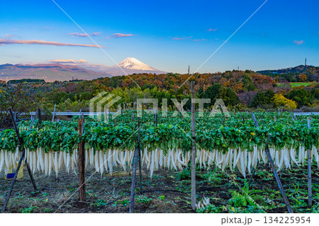 【静岡県】晩秋の風物詩・箱根西麓のダイコン干し 134225954