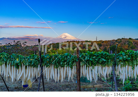 【静岡県】晩秋の風物詩・箱根西麓のダイコン干し 134225956