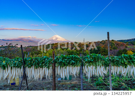 【静岡県】晩秋の風物詩・箱根西麓のダイコン干し 134225957